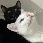 Florencia Armenta avatar